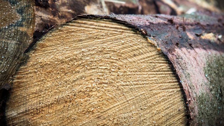 Bois, biosourcé, produits biosourcés, traitement bois